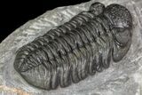Adrisiops weugi Trilobite - New Phacopid Species #90030-2